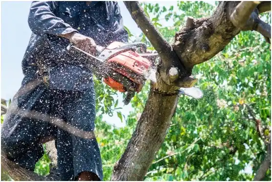 tree services Due West